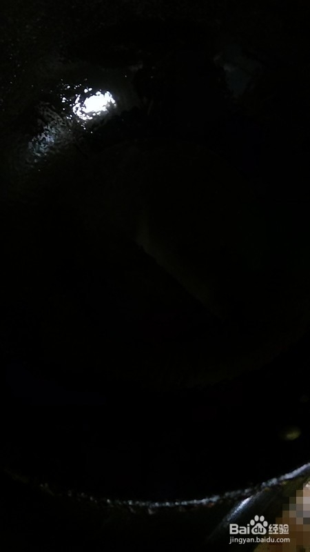养生菜:素炒西葫芦