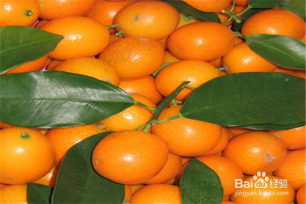 金桔盆栽培植方法步骤？