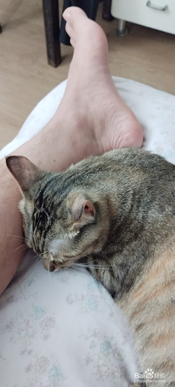 宠物-如何把猫咪养好，让猫咪更喜欢主人