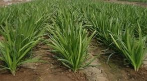 如何鉴别韮菜的嫩和老?