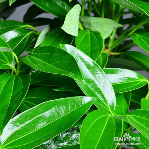 平安树叶子发黄怎么办