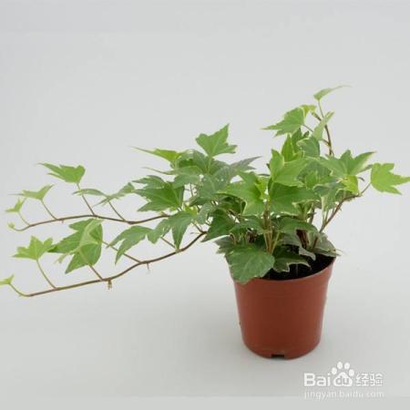 就知道用绿萝吸甲醛,这几种植物净化空气比绿萝好几倍!