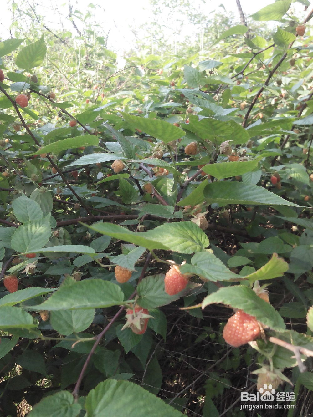 爬山要注意哪些事项呢？