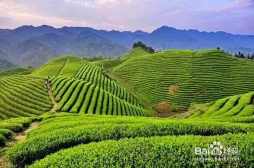 世界茶树发源地的核心地区在