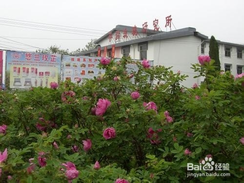 平阴玫瑰园游玩攻略