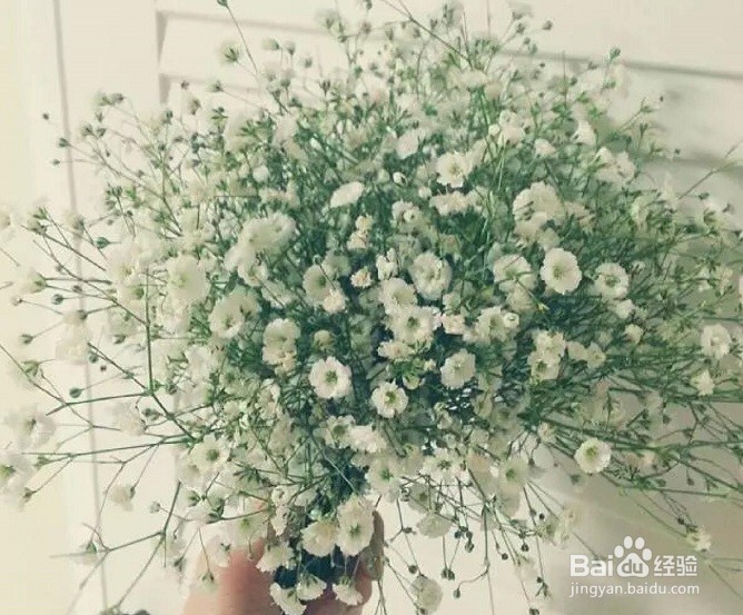 满天星盆栽怎么养