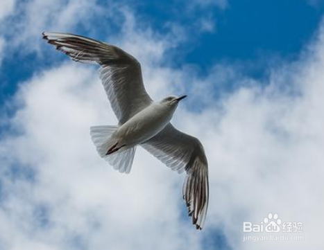 尼康d800如何设置对焦拍摄飞鸟