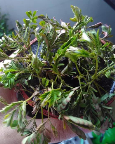 盆栽几年换一次土