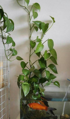 绿萝喜欢什么样的环境