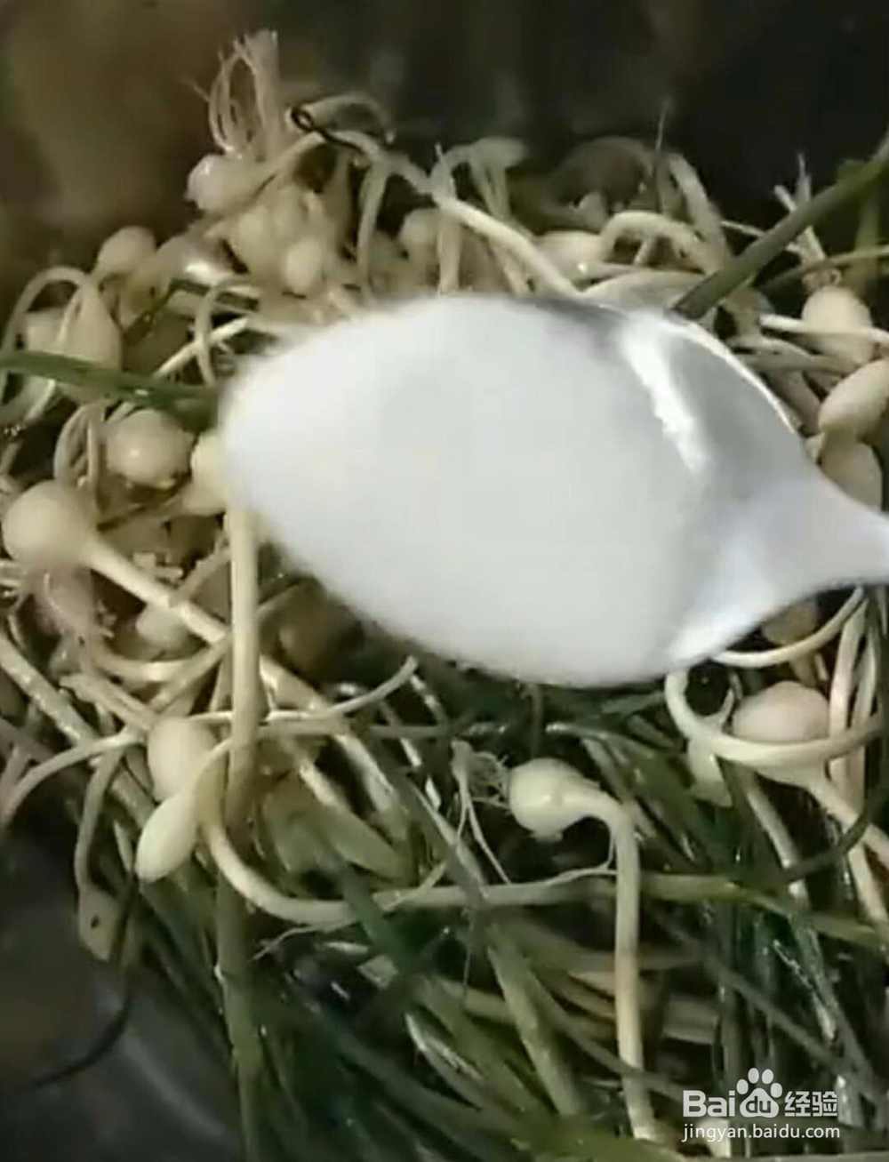 野生小根蒜做法