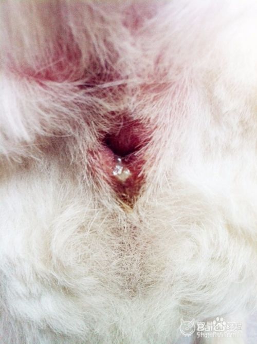 你知道狗狗的肛门腺吗？它会有哪些症状呢？
