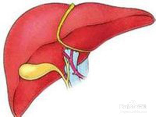 防癌抗癌中的绿仙子