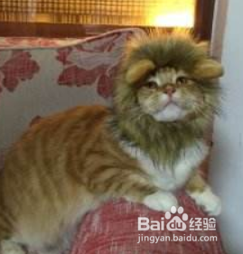 缅因猫不能吃什么 绝对禁食的食品