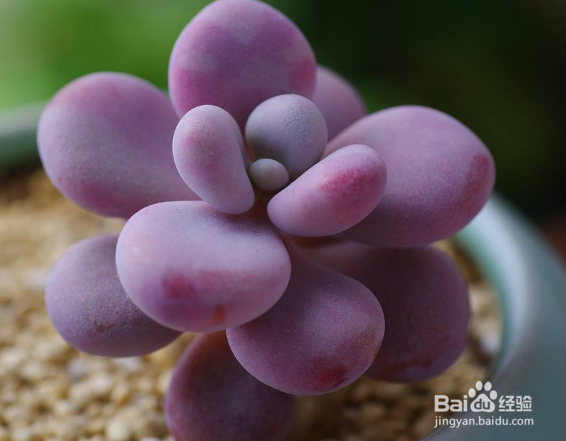 桃之卵夏季怎么浇水