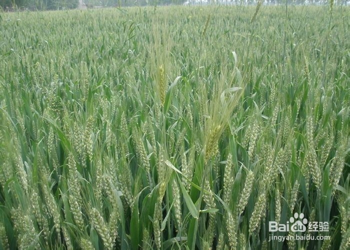 营养丰富的大麦