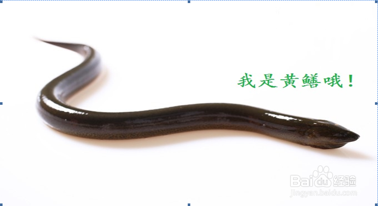 如何区别黄鳝与泥鳅