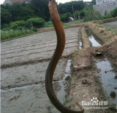黄鳝洞怎么分辨