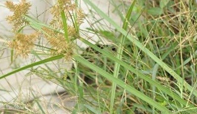 路边常见的野生植物