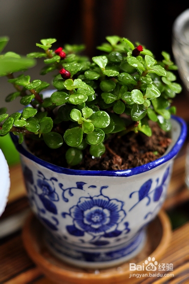 【孕期食谱】番茄烧排骨做法,秘制番茄烧排骨