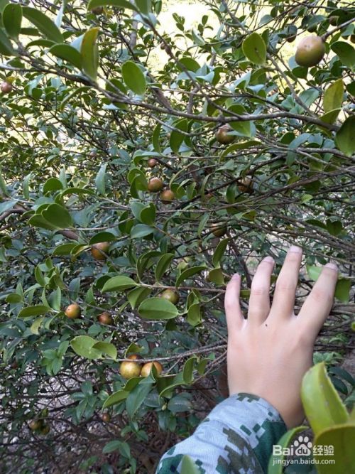 山茶油有什么作用和功效