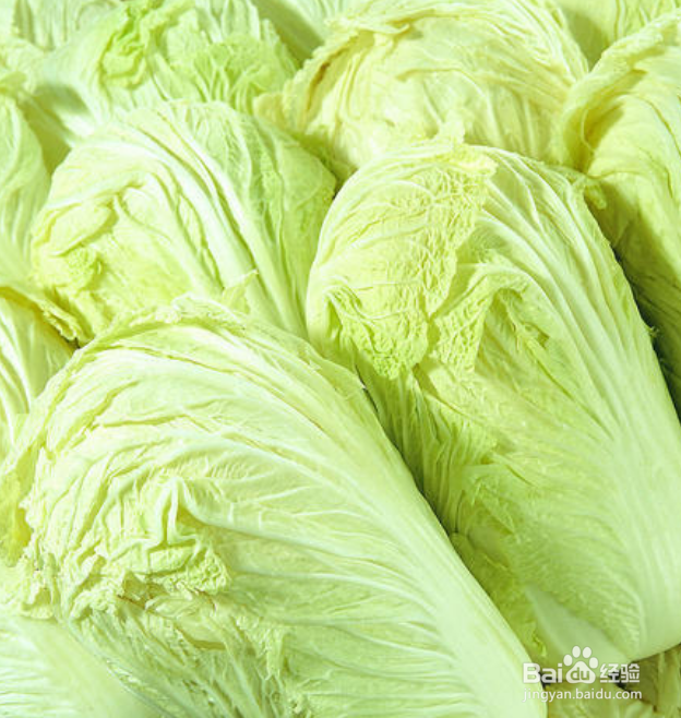 白菜怎么种植