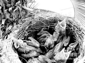 刚破壳的幼鸟怎么养