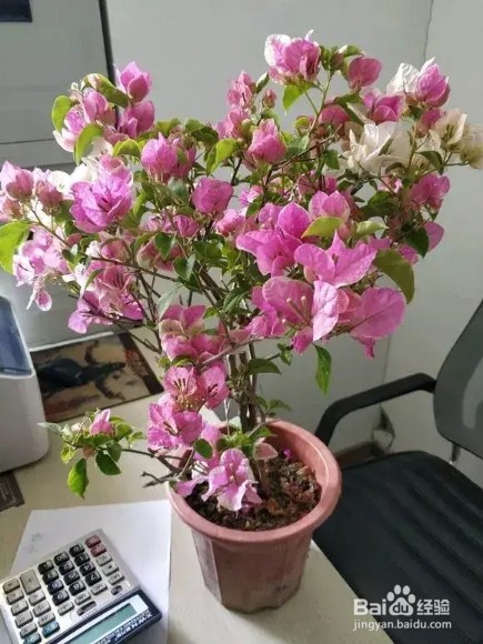 养上3种爬藤花,隔热降温,好看好养