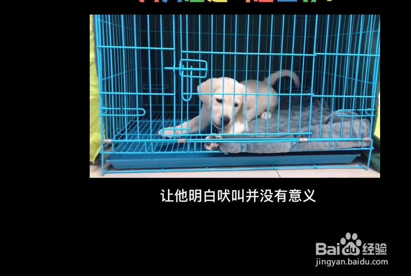 幼犬到家总是叫该怎么办?