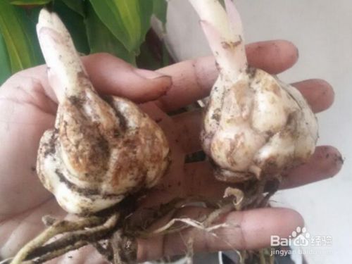 百合花种球的种植方法 百度经验