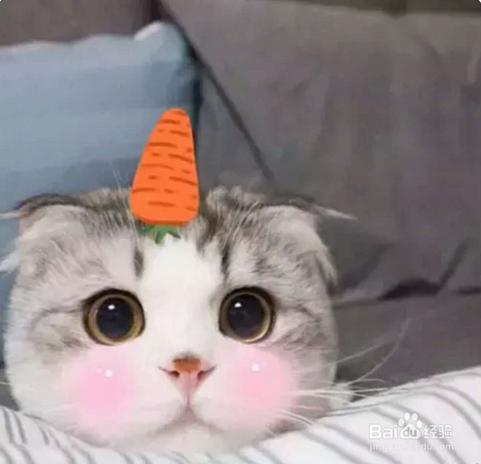 一到假期我的猫该怎么办呢