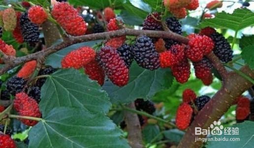 桑葚的作用以及食用禁忌