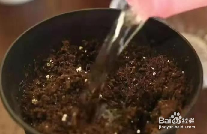 自己在家怎么种荔枝