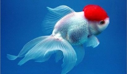 怎样区分鹤顶红、鹅头红、红帽子和齐鳃红。