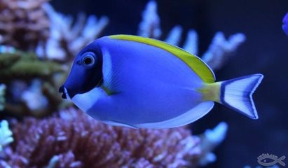 怎么养好江河上源鱼类?