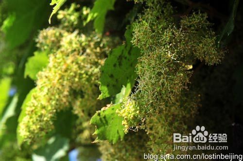 南澳葡萄香气飘散——品味澳洲美食