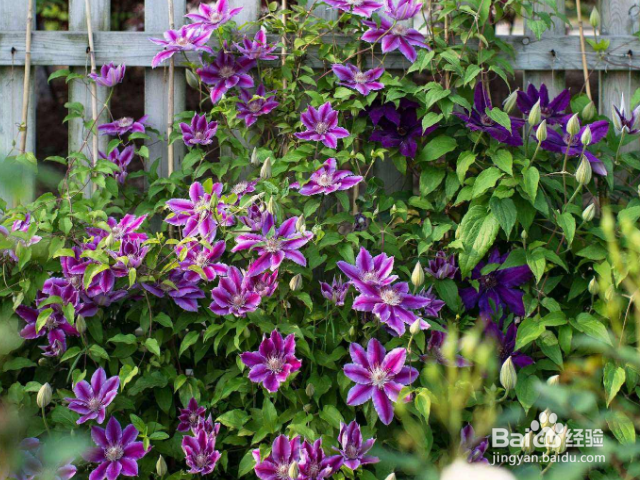 铁线莲用什么办法可以养殖好？