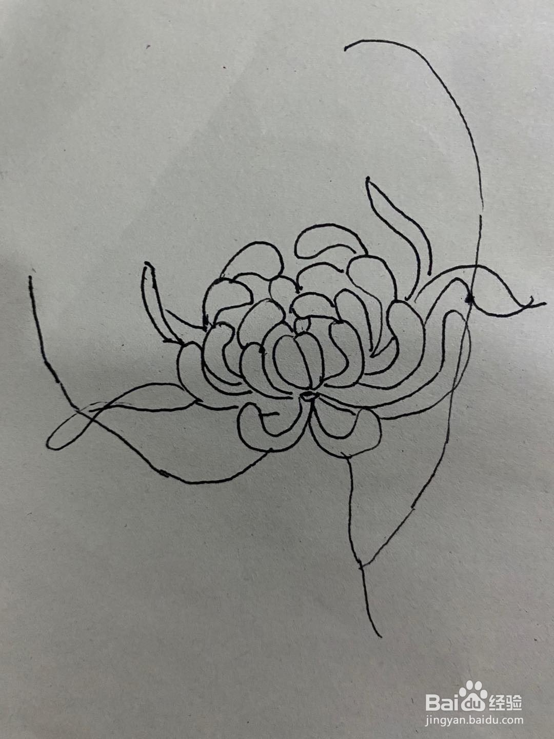 秋天的花简笔画