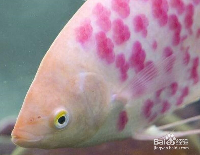 招财鱼咬鱼怎么办