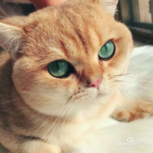 怎么挑选金渐层猫?