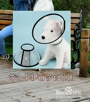 家中养狗必备物品有哪些？