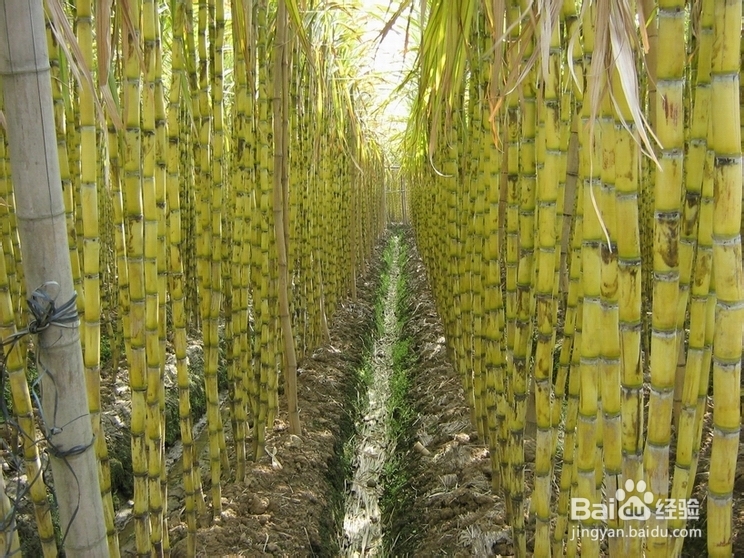 甘蔗的搭配宜忌有哪些