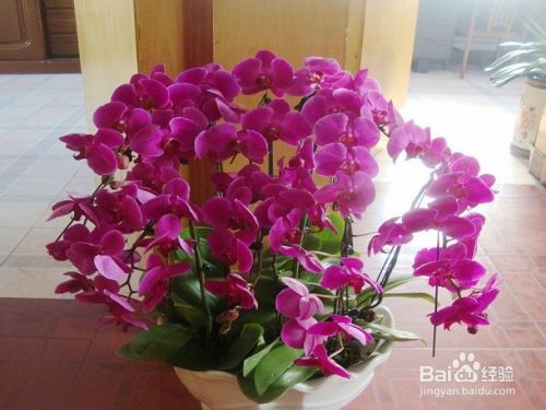 梅雨季节怎么养花 百度经验 梅雨季节怎么养花 百度经验