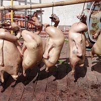 美味的古法烧鹅