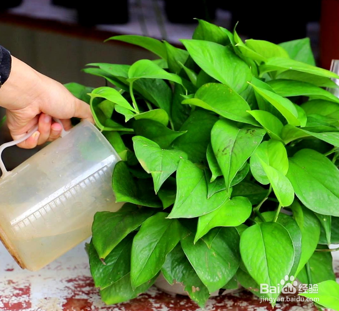 绿箩黄叶子怎么处理