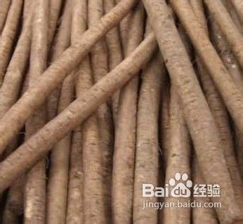 牛蒡的功效与作用及食用方法