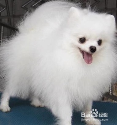 苏格兰牧羊犬幼犬喂食