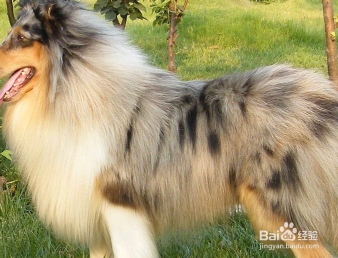 苏格兰牧羊犬饲养方法