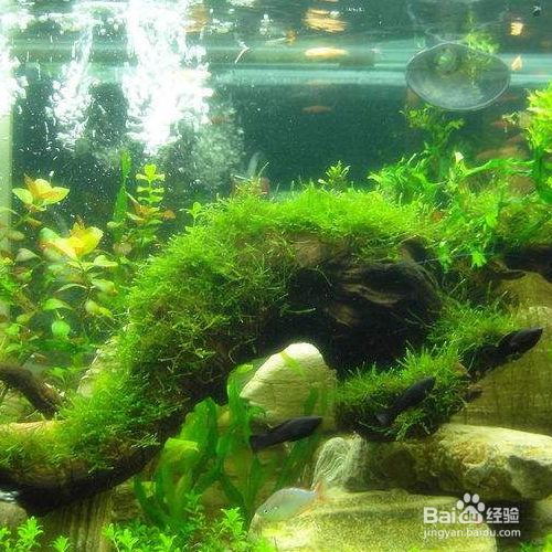 鱼缸的水发黄是什么原因?怎么治理?