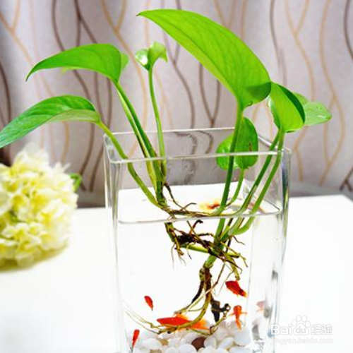 水培绿萝叶子发黄怎么解决?