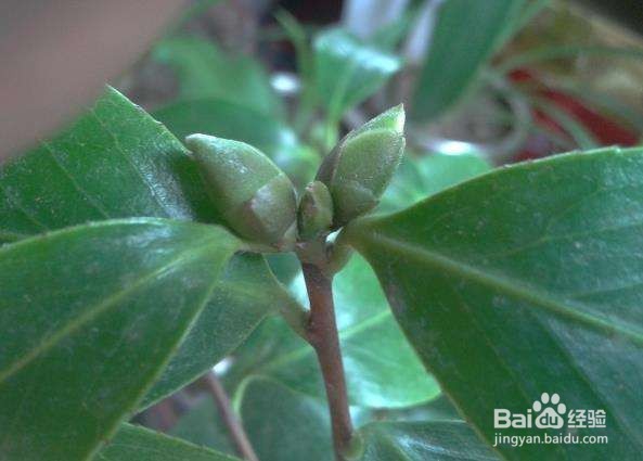 茶花修剪时间和方法